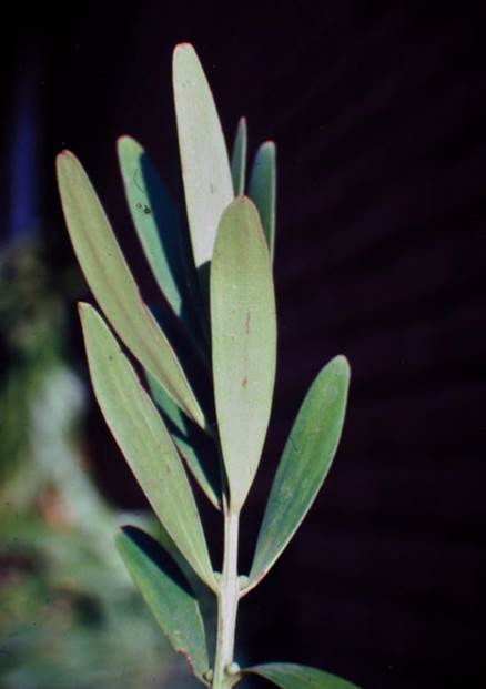 Descripci�n: D:\PUBLIC\trabajandolos\chloris chilensis pdf-enciclopedia\Fichas enciclopedicas\agathis\agathis australis (web)_archivos\image005.jpg